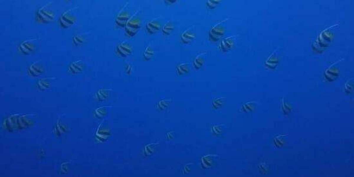 The Peregrina (j. Integerrima) from Cuba